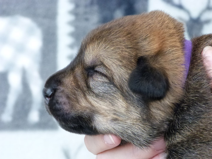 chinook puppy